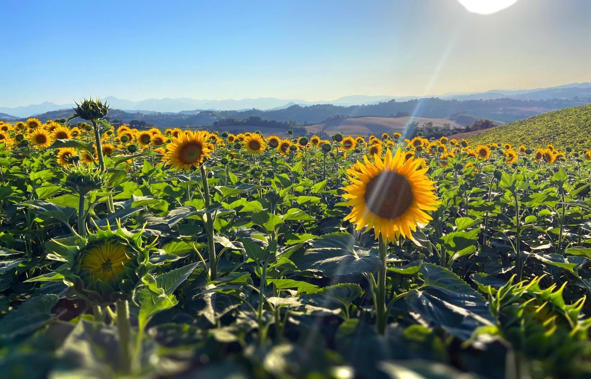 Agriturismo Casafaro Petritoli ภายนอก รูปภาพ
